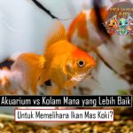 Akuarium vs Kolam Mana yang Lebih Baik Untuk Memelihara Ikan Mas Koki