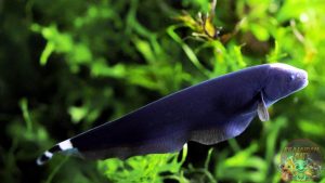 Alasan Kepopuleran Ikan Black Ghost