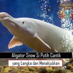 Aligator Snow Si Putih Cantik yang Langka dan Menakjubkan