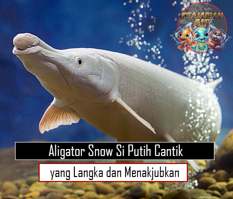 Aligator Snow Si Putih Cantik yang Langka dan Menakjubkan