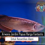 Arwana Jardini Papua Harga Fantastis untuk Kecantikan Alami