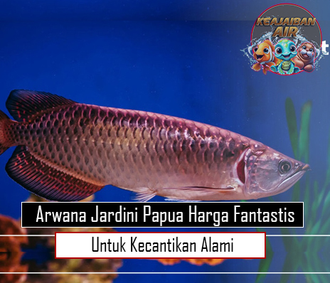 Arwana Jardini Papua Harga Fantastis untuk Kecantikan Alami