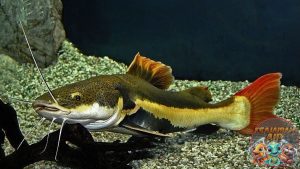 Cara Merawat Redtail Catfish di Akuarium