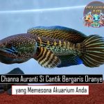 Channa Auranti: Si Cantik Bergaris Oranye yang Memesona Akuarium Anda