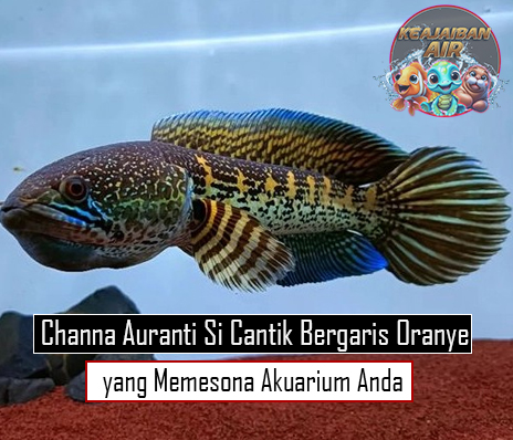 Channa Auranti: Si Cantik Bergaris Oranye yang Memesona Akuarium Anda