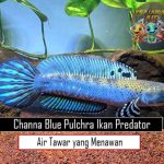 Channa Blue Pulchra Ikan Predator Air Tawar yang Menawan