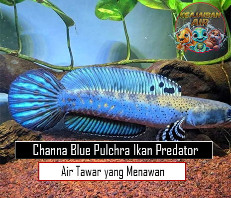 Channa Blue Pulchra Ikan Predator Air Tawar yang Menawan