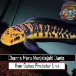 Channa Maru: Menjelajahi Dunia Ikan Gabus Predator Unik