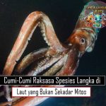 Cumi-Cumi Raksasa Spesies Langka di Laut yang Bukan Sekadar Mitos