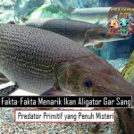 Fakta-Fakta Menarik Ikan Aligator Sang Predator Primitif yang Penuh Misteri