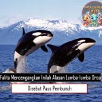 Fakta Mencengangkan Inilah Alasan Lumba lumba Orca Disebut Paus Pembunuh