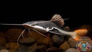 Habitat Asli Redtail Catfish