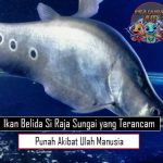 Ikan Belida Si Raja Sungai yang Terancam Punah Akibat Ulah Manusia