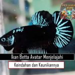 Ikan Betta Avatar Menjelajahi Keindahan dan Keunikannya