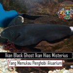 Ikan Black Ghost: Ikan Hias Misterius yang Memukau Penghobi Akuarium