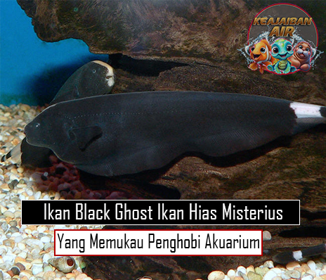 Ikan Black Ghost: Ikan Hias Misterius yang Memukau Penghobi Akuarium