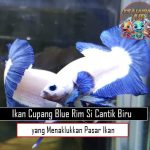 Ikan Cupang Blue Rim: Si Cantik Biru yang Menaklukkan Pasar dengan Harga Fantastis