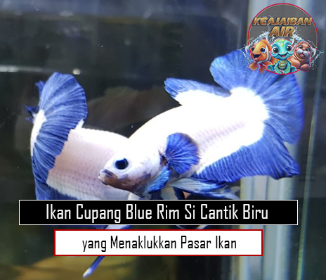 Ikan Cupang Blue Rim: Si Cantik Biru yang Menaklukkan Pasar dengan Harga Fantastis