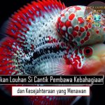 Ikan Louhan Cantik Pembawa Kebahagiaan dan Kesejahteraan yang Menawan