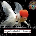 Ikan Maskoki Oranda Keindahan Si Mungil dengan Tonjolan Unik di Kepalanya