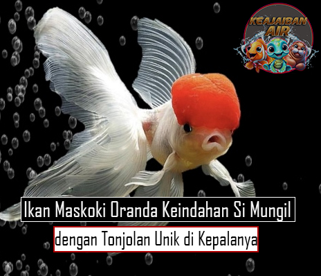 Ikan Maskoki Oranda Keindahan Si Mungil dengan Tonjolan Unik di Kepalanya