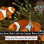 Ikan Nemo Lebih dari Sekadar Warna CantikMengungkap Kemampuan Berubah Kelamin