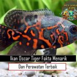 Ikan Oscar Tiger Fakta Menarik dan Perawatan Terbaik