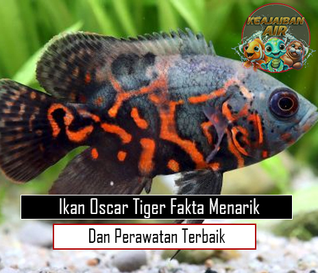 Ikan Oscar Tiger Fakta Menarik dan Perawatan Terbaik