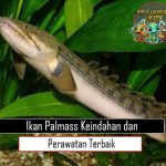 Ikan Palmass Keindahan dan Perawatan Terbaik