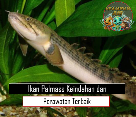 Ikan Palmass Keindahan dan Perawatan Terbaik