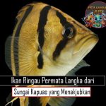 Ikan Ringau Permata Langka dari Sungai Kapuas yang Menakjubkan