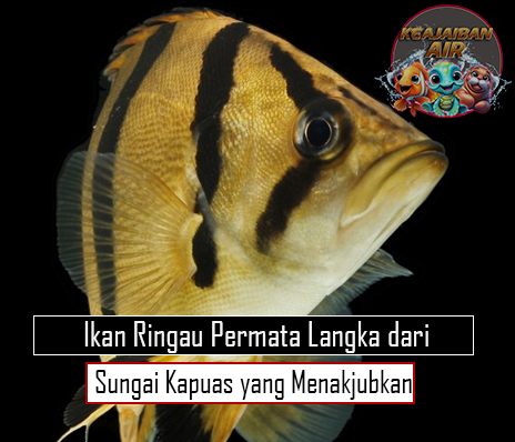 Ikan Ringau Permata Langka dari Sungai Kapuas yang Menakjubkan