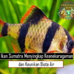 Ikan Sumatra Menyingkap Keanekaragaman dan Keunikan Biota Air