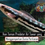 Ikan Toman Predator Air Tawar yang Menggemparkan Dunia Perikanan