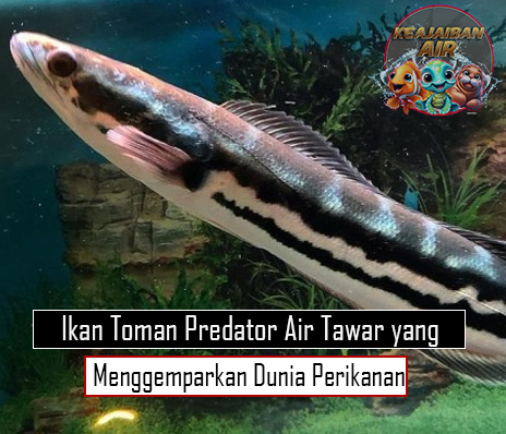 Ikan Toman Predator Air Tawar yang Menggemparkan Dunia Perikanan