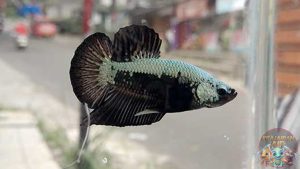 Karakteristik dan Perawatan Ikan Betta Avatar