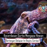 Mengapa Hewan Berlengan Delapan Ini Begitu Cerdas