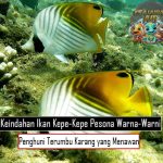 Keindahan Ikan Kepe-Kepe: Pesona Warna-Warni Penghuni Terumbu Karang yang Menawan!