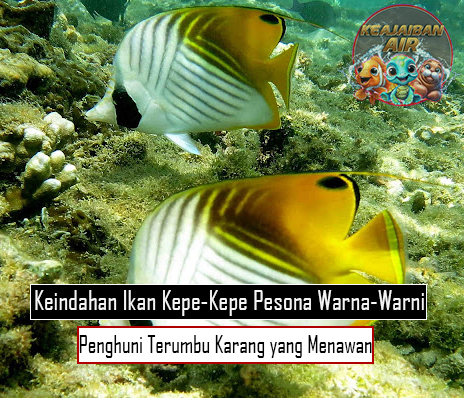 Keindahan Ikan Kepe-Kepe: Pesona Warna-Warni Penghuni Terumbu Karang yang Menawan!