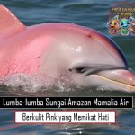 Lumba-lumba Sungai AmazonMamalia Air Berkulit Pink yang Memikat Hati