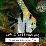 Si Cantik Menawan yang Mempercantik Akuarium Anda