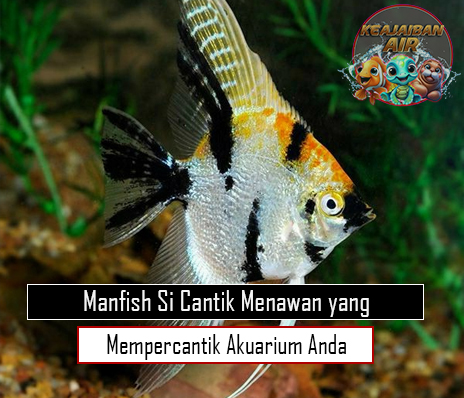 Si Cantik Menawan yang Mempercantik Akuarium Anda