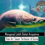 Mengenal-Lebih-Dekat Arapaima Ikan Air Tawar Terbesar di Dunia