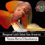 Mengenal Lebih Dekat Ikan Arwarna Pesona Warna dan Keunikannya