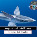 Mengenal Lebih Dekat Remora Simbiosis Unik di Lautan