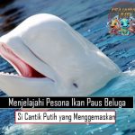 Menjelajahi Pesona Ikan Paus Beluga Si Cantik Putih yang Menggemaskan