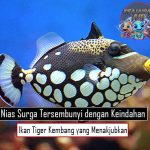 Nias: Surga Tersembunyi dengan Keindahan Ikan Tiger Kembang dan Keanekaragaman Laut yang Menakjubkan