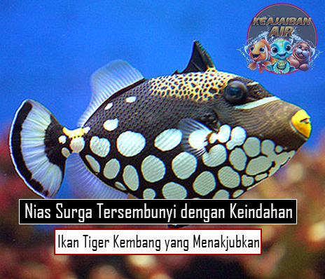 Nias: Surga Tersembunyi dengan Keindahan Ikan Tiger Kembang dan Keanekaragaman Laut yang Menakjubkan