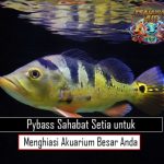 Pybass Sahabat Setia untuk Menghiasi Akuarium Besar Anda