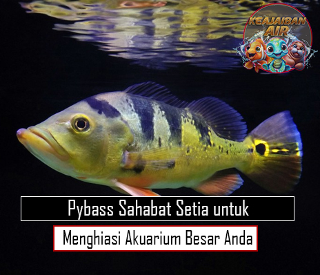 Pybass Sahabat Setia untuk Menghiasi Akuarium Besar Anda